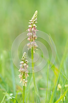 Orchis anthropopharum wild orchid flowers