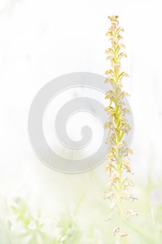 Orchis anthropophora, these flowers look like little dolls