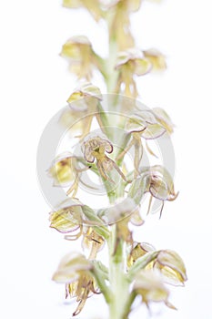 Orchis anthropophora, these flowers look like little dolls