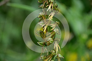 Orchis anthropophora, the man orchid formerly Aceras anthropophorum