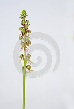 Orchis anthropophora is a species of Man Orchid