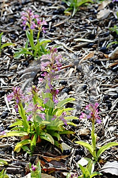 Orchis Caspia beautiful purple flowers in the park.