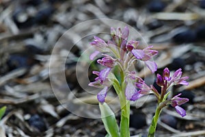 Orchis Caspia beautiful purple flowers in the park.