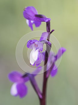 Orchis champagneuxii the green-winged or green-veined orchid delicate purple wild orchid with white lip that grows in large groups