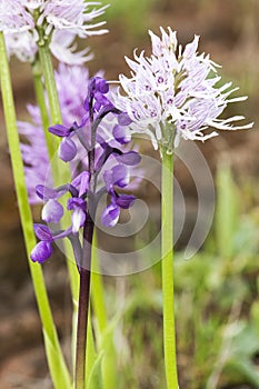 Orchis champagneuxii and Orchis italica two species of wild orchid sharing the same meadow