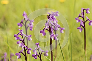 Orchis champagneuxii small wild orchid bluish purple spring color green grass meadow blurred background