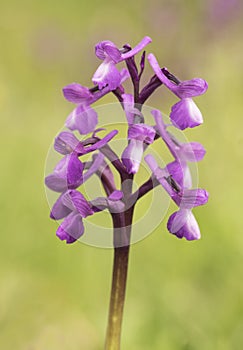 Orchis champagneuxii small wild orchid bluish purple spring color green grass meadow blurred background