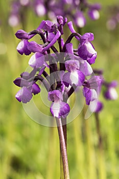 Orchis champagneuxii small wild orchid bluish purple spring color green grass meadow blurred background