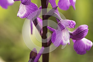 Orchis champagneuxii small wild orchid bluish purple spring color green grass meadow blurred background