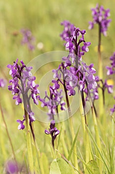 Orchis champagneuxii small wild orchid bluish purple spring color green grass meadow blurred background