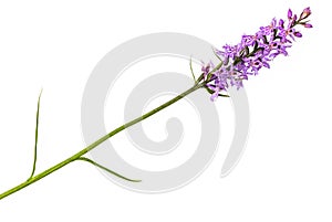 Orchis photo
