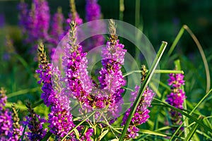 Orchis is a genus in the orchid family, occurring mainly in Europe and Northwest Africa, and ranging as far as Tibet Mongolia and
