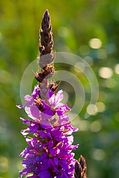 Orchis is a genus in the orchid family, occurring mainly in Europe and Northwest Africa, and ranging as far as Tibet Mongolia and