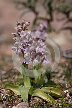 Orchis lactea photo