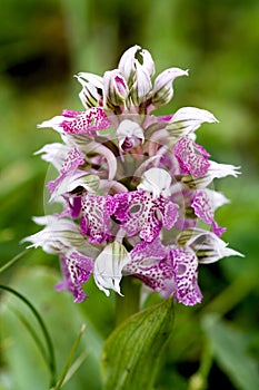 Orchis Lactea photo