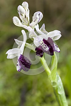 Orchis longicornu photo