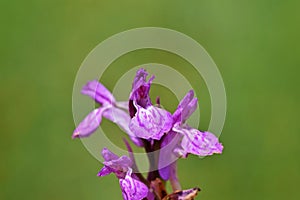 Orchis maculata flower