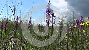 Orchis mascula early-purple orchid, flowering plants from the steppe in the landscape park