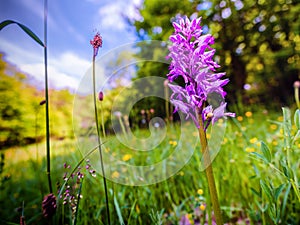 Orchis Militaris