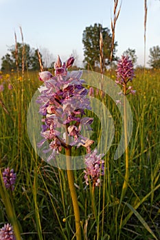 Orchis militaris on the meadow