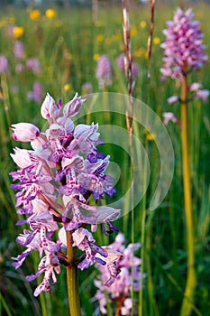 Orchis militaris on the meadow