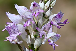 Orchis militaris, the military orchid