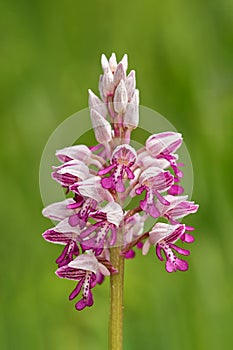 Orchis militaris, military orchid, flowering European terrestrial wild orchid in nature habitat,
