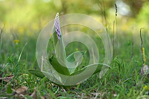 Orchis militaris plant in the spring in the meadow.