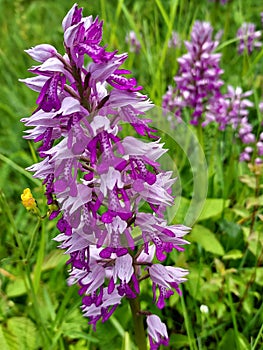 Orchis militaris: violet color