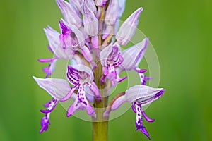 Orchis militaris photo