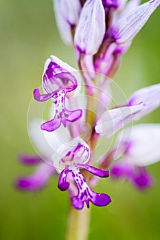Orchis militaris