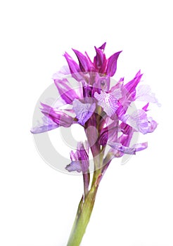 Orchis papilionacea