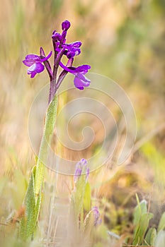 Orchis papilionacea Wild Orchid Southern Europe