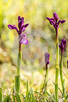 Orchis papilionacea Wild Orchid Southern Europe