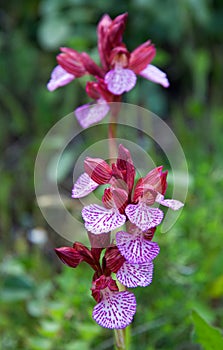 Orchis papillionacea, Sicily, Italy photo