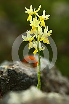 Orchis pauciflora, Sparsely-flowering Orchid,Gargano in Italy. Flowering European terrestrial wild orchid, nature habitat. Beautif