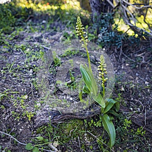 Orchis punctulata Stev. ex Lindl