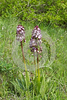 Orchis purpurea photo