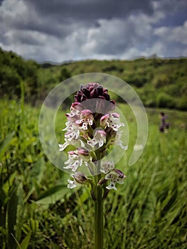 Orchis purpurea