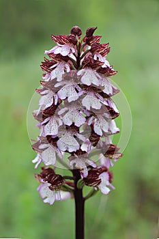Orchis purpurea, the lady orchid, family Orchidaceae