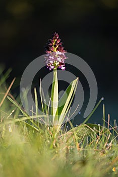 Orchis purpurea Lady orchid in sunshine