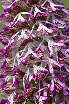 Orchis purpurea x simia