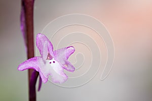 Orchis quadripunctata photo