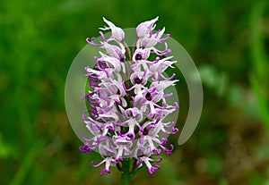Orchis simia, commonly known as the monkey orchid