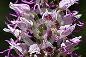 Orchis simia, commonly known as the monkey orchid photo