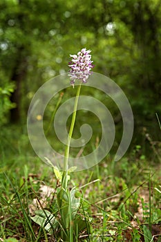 Orchis simia, monkey orchid,Bulgaria