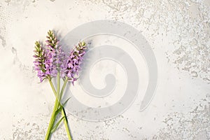 Orchis, terrestrial orchids on a table