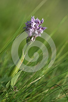 Orchis tridentata /Neotinea tridentata/ - still life