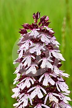 Orchis - wild orchid in  blossom