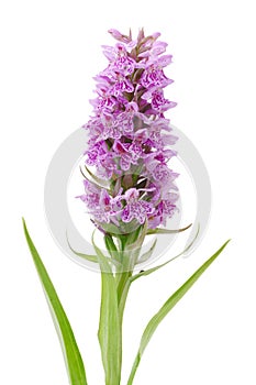 Orchis wildflower photo